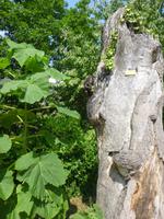 Bozen Wassermauerweg