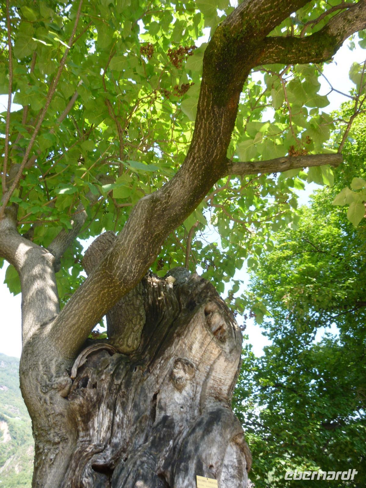 Bozen Wassermauerweg