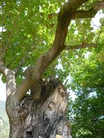 Bozen Wassermauerweg