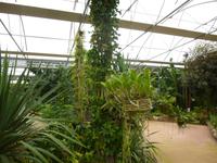 Raffeiner Orchideenwelt