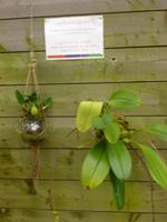 Raffeiner Orchideenwelt