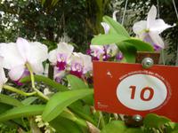 Raffeiner Orchideenwelt