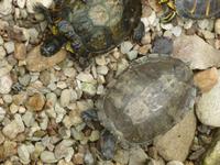 Raffeiner Orchideenwelt