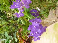 Raffeiner Orchideenwelt