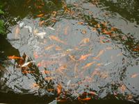 Raffeiner Orchideenwelt