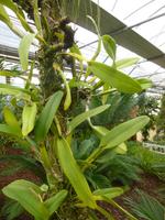 Raffeiner Orchideenwelt