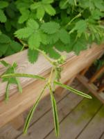 Raffeiner Orchideenwelt Mimosen