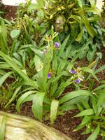 Raffeiner Orchideenwelt