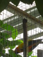 Raffeiner Orchideenwelt Lori