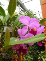 Raffeiner Orchideenwelt