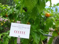 Trauttmansdorf Gärten