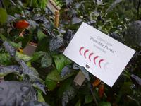 Trauttmansdorf Gärten