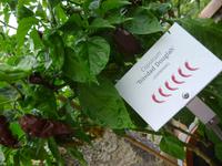 Trauttmansdorf Gärten