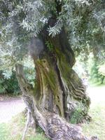 Trauttmansdorff Gärten Ölbaum