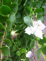 Trauttmansdorf Gärten