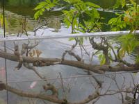 Trauttmansdorf Gärten