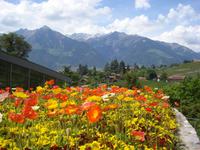Schloss Trauttmannsdorf - Blumenwiese