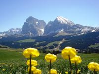 Seiser Alm - Trollblume mit Lang und Plattkofel
