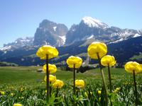 Seiser Alm - Trollblumenwiese