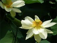 Schloss Trauttmansdorff