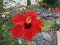 Hibiskusblüte