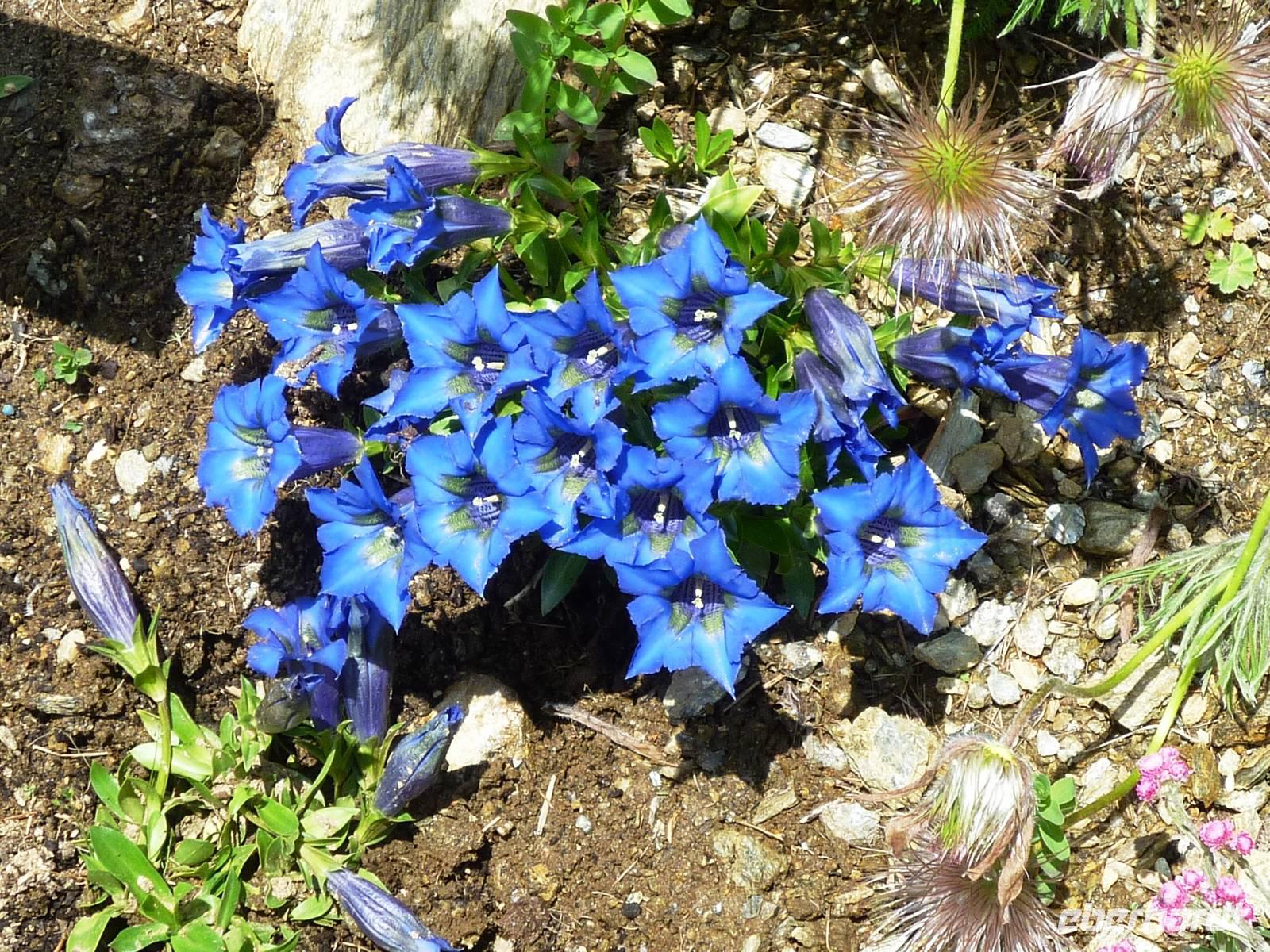 Enzian,  Roßkopf bei Sterzing, 30.06.2013
