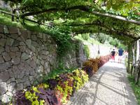 Hier noch einmal unter Weinreben