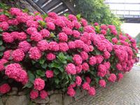 Hortensien in Trautmannsdorf