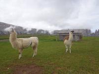 Alpacas auf der Seiser Alm
