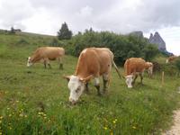 Kühe auf der Seiser Alm
