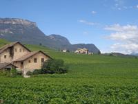 An der Südtiroler Weinstraße