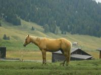 Auf der Seiser Alm