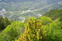 Blick ins Etschtal