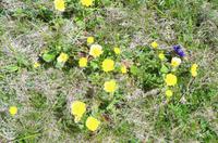 Blumen