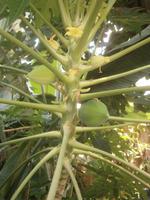 Papaya - Frucht 
