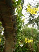 Raffeiner Orchideenwelt