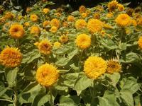 Sonnenblumen
