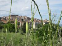 Chianciano Terme