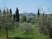 San Andrea Safranfarm (5)