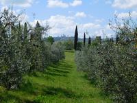 San Andrea Safranfarm (13)