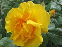 Blumenpracht am Gardasee