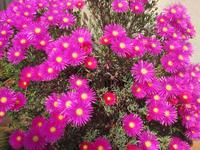 Blumenpracht auf dem Bauernhof