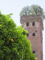 Torre Guinigi,Lucca