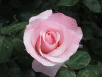 Tiziana züchtet Rosen