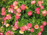 Tiziana züchtet Rosen