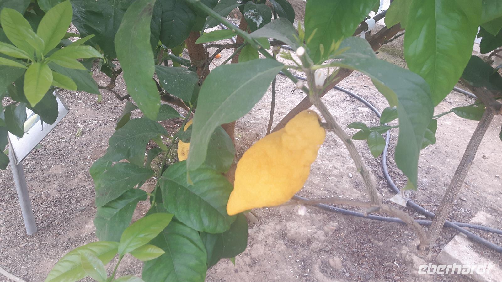 Baumschule/Zitronengarten 