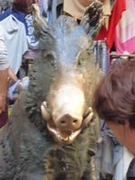 Florenz Wildschwein