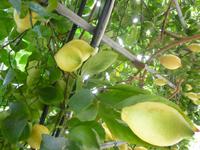 Zitronengarten bei Montecatini Terme