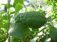 Zitronengarten bei Montecatini Terme