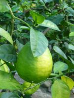 Zitronengarten bei Montecatini Terme